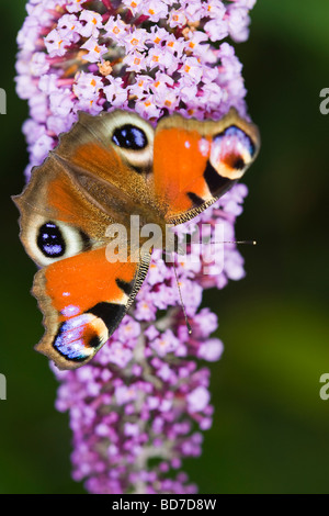 Peacock butterfly (Inachis io) se nourrissant d'un Buddleia (Buddleja davidii) fleur Banque D'Images