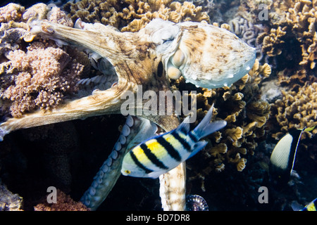 Poulpe (Octopus cyaneus) sf. Banque D'Images