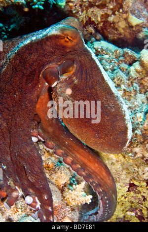 Poulpe (Octopus sf. cyaneus) Le Grand Cthulhu vous observe Banque D'Images