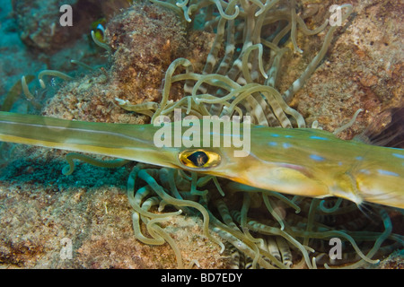 Fistularia petimba (poisson trompette) et les anémones dans l'arrière-plan Banque D'Images