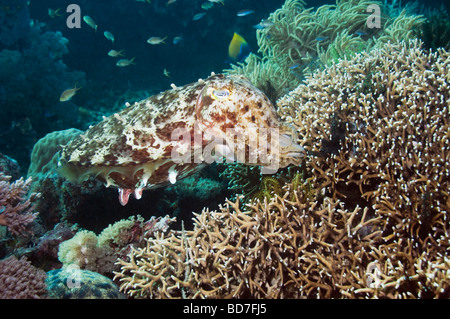 La seiche Sepia latimanus femme Broadclub prepairing pour poser l'oeuf dans la ramification en Indonésie Komodo corail de feu Banque D'Images