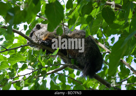 Marmotte coincé en regardant vers le bas de l'arbre Banque D'Images