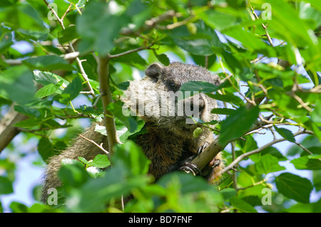 Arbre coincé dans la marmotte Banque D'Images