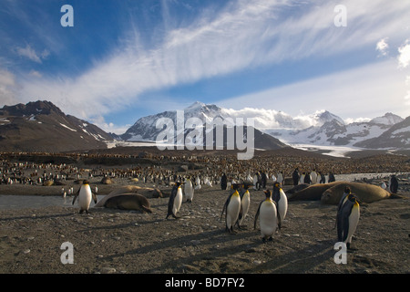 Les éléphants de mer et le manchot royal Aptenodytes patagonicus partager la plage à St Andrews Bay Géorgie du Sud Antarctique Banque D'Images