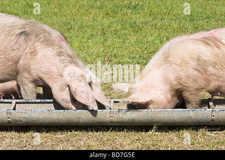 Les porcs et truies élevées dans une zone clôturée dans un champ ouvert avec les normes de bien-être élevé Banque D'Images