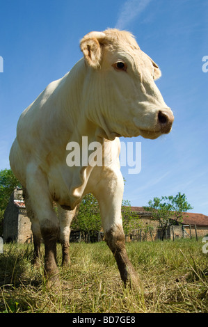 La vache au pâturage Banque D'Images