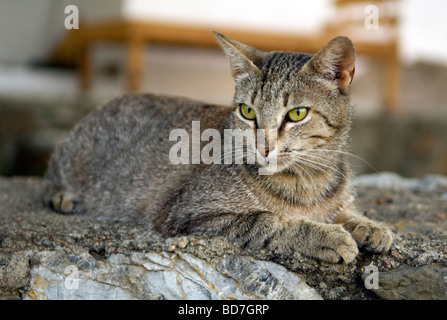 Chat Banque D'Images