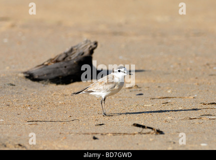 Pluvier à front blanc (Charadrius marginatus) sur une plage de sable. Plettenberg Bay, Western Cape, Afrique du Sud. Banque D'Images