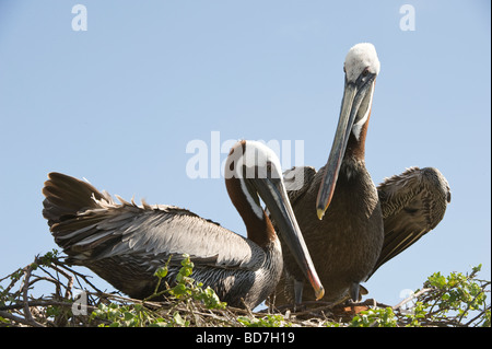 Pélican brun (Pelecanus occidentalis urinator) paire sur le comportement de nidification le collage de la Baie de Barrington Santa Fe Island Pacific Galapagos Banque D'Images