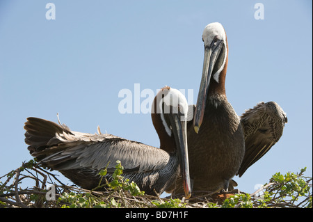 Pélican brun (Pelecanus occidentalis urinator) paire sur le comportement de nidification le collage de la Baie de Barrington Santa Fe Island Pacific Galapagos Banque D'Images