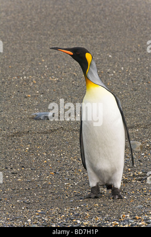 Manchot royal Aptenodytes patagonicus sur beach St Andrews Bay Géorgie du Sud Antarctique Banque D'Images