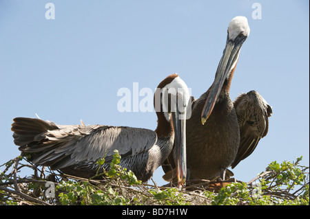 Pélican brun (Pelecanus occidentalis urinator) paire sur le comportement de nidification le collage de la Baie de Barrington Santa Fe Island Pacific Galapagos Banque D'Images