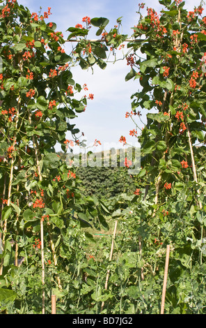 Haricots et pois en fleur poussant sur des poteaux dans un jardin Banque D'Images