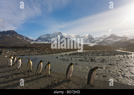 Le manchot royal Aptenodytes patagonicus St Andrews Bay Géorgie du Sud Antarctique Banque D'Images