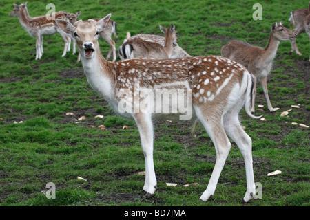 Le cerf sika Cervus nippon le châtaignier près de Castleton Derbyshire UK Mai 2009 Banque D'Images