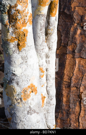 Palo Santo (Bursera graveolens) et Giant le figuier de Barbarie (Opuntia echios var.barringtonensis) l'écorce des arbres Galapagos Île Santa Fe Banque D'Images