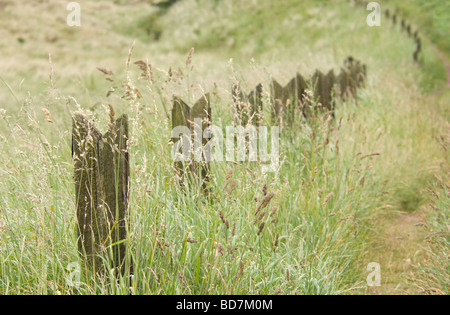 Piquet de marquage du sentier côtier près de Château de Bamburgh, Northumberland, England, UK Banque D'Images