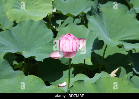 Fleur de lotus Nelumbo nucifera de Koraku-en jardin. Tokyo. Le Japon Banque D'Images