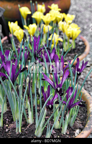 Violet IRIS IRIS DANFORDIAE AVEC GEM Banque D'Images