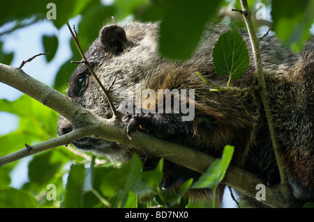 Coincé dans la marmotte, arbre, gros plan Banque D'Images