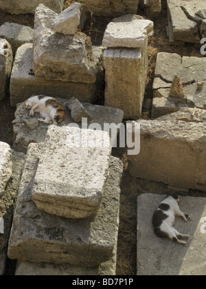 Couchage chats en ruines au largo argentine cat sanctuary à rome Banque D'Images