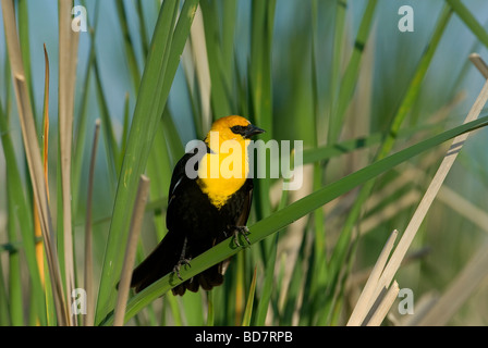 Carouge à tête jaune Xanthocephalus xanthocephalus quenouille sur le Midwest des États-Unis, par Dominique Braud/Dembinsky Assoc Photo Banque D'Images