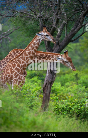 Les Girafes Giraffa Camelopardis NP Kruger Afrique du Sud Banque D'Images