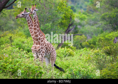 Les Girafes Giraffa Camelopardis NP Kruger Afrique du Sud Banque D'Images