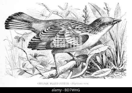 Plante chilien cutter phytotoma rara Banque D'Images