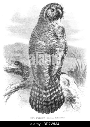 Parrot strigops habroptilus owl Banque D'Images