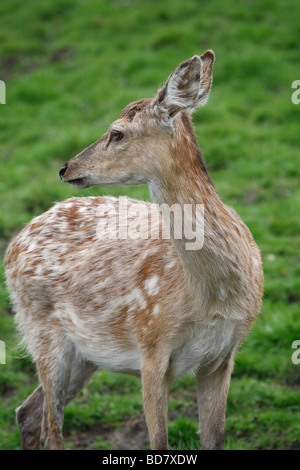 Le cerf sika Cervus nippon le châtaignier près de Castleton Derbyshire UK Mai 2009 Banque D'Images