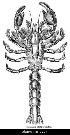 Scorpionoides thalassina Banque D'Images