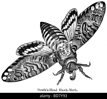 Death's Head hawk moth Banque D'Images