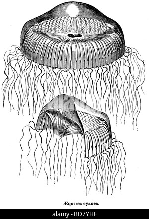 La méduse Aequorea cyanea Banque D'Images