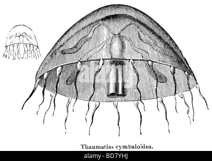 Thaumatias cymbaloidea les méduses Banque D'Images