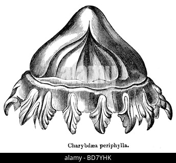 Charybdaea periphylla méduses Banque D'Images