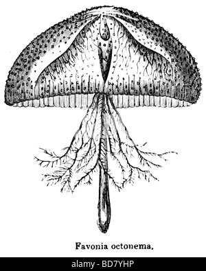 Les méduses octonema in favonia Banque D'Images