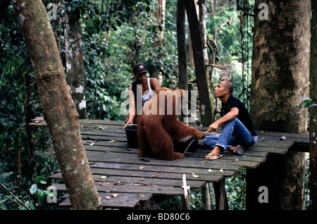 L'alimentation d'un orang-outan de Sumatra dans la région de parc national de Gunung Leuser, Nord de Sumatra Banque D'Images