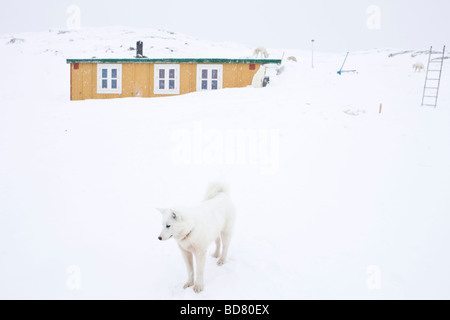 Husky à Kulusuk, Groenland Banque D'Images