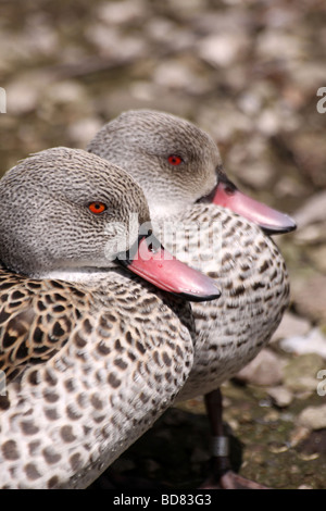 Deux Cape Teal Anas capensis prises à Martin simple WWT, Lancashire UK Banque D'Images