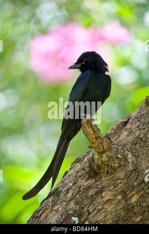 A Black Drongo est perché sur un près de Ranthambore treestump Banque D'Images