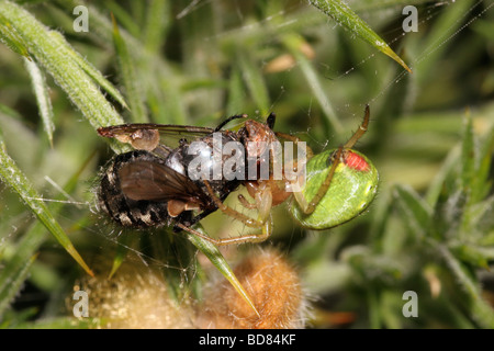 Leaf Curl Araniella cucurbitina araignée orb weaver Araneidae femme qui se nourrit d'une fly Pollenia rudis UK Banque D'Images