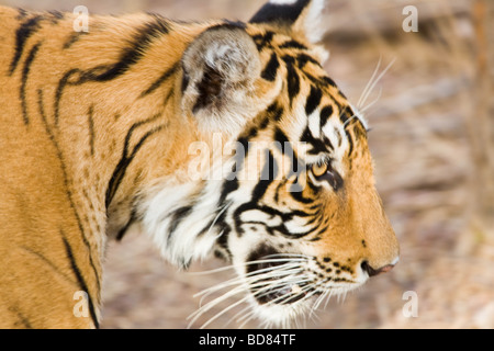 Près d'un tigre mâle dans le parc de Ranthambore, en Inde Banque D'Images