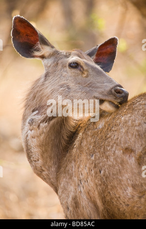 Un cerf sambar à nerveusement vers l'appareil photo dans le parc de Ranthambore, en Inde Banque D'Images