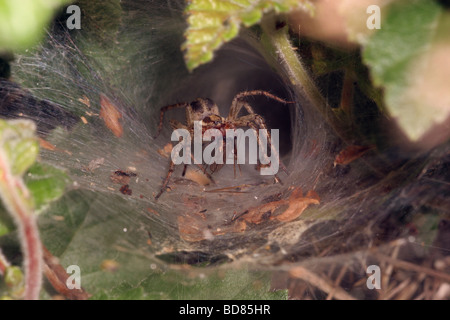 Agelena labyrinthica prairie funnel weaver Agelenidae alimentation femelle sur un insecte à l'entrée de son repaire UK Banque D'Images