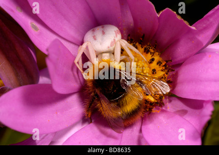Fleur commune femelle araignée Thomisidae Misumena vatia se nourrissant d'un bourdon sur une fleur osteospermum dans un jardin UK Banque D'Images