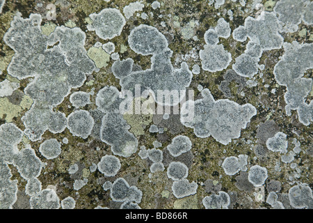 Lichens sur pierre tombale de l'église St Mary s Hemingbrough East Yorkshire Banque D'Images