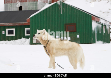 Husky à Kulusuk, Groenland Banque D'Images
