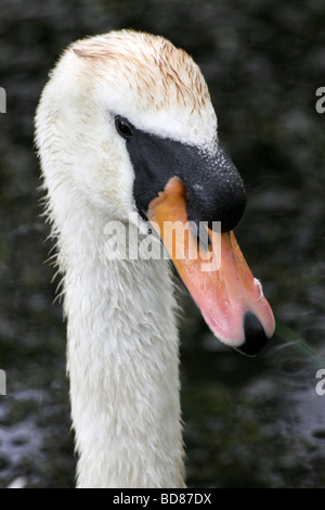 Portrait de tête et Bill de Cygne tuberculé Cygnus olor Banque D'Images