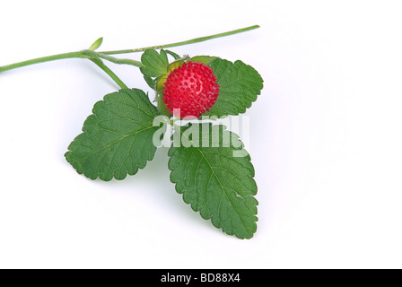 Walderdbeere 01 fraise des bois Banque D'Images